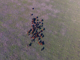 Cattle raising in pampas countryside, La Pampa province, Argentina.