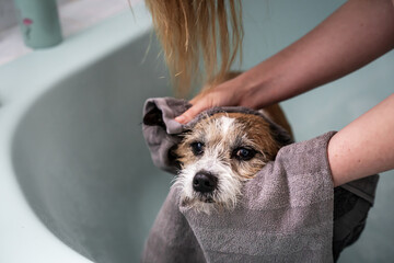 Eine Frau trocknet einen kleinen Terrier Hund mit einem Handtuch ab. Badewanne, Fellpflege.