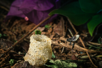 The ground-nesting stingless bee flying back to its nest.