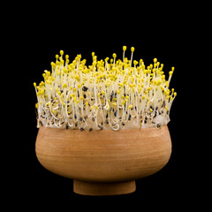 Basil seeds germinated on sponge in a clay bowl, grown in darkness (yellow color is due to chlorophyll deficiency)