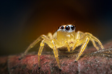 Jumping spider on dry leaves.