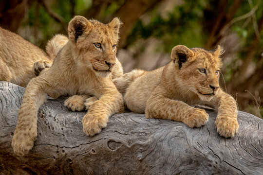 Lion cubs sitting on a fallen tree.