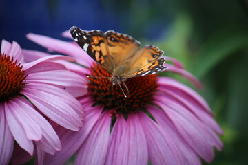 butterfly on flower