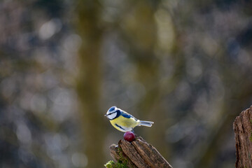 Blue Tit - a songbird
