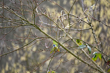 Blue Tit - a songbird sits in the tree