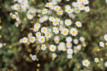 Close up of mini daisies