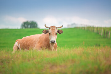 Naklejka na ściany i meble Cow in a meadow grass in countryside farm 