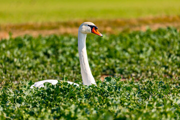 Close up of the neck and head of a majestic swan in a green field in Germany in winter with sun