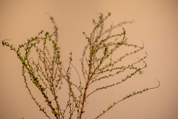 ヒュウガミズキ　