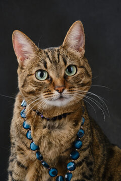Pretty cat wears jewelry. Fashion beauty tabby cat is wearing beads. Kitten in a necklace posing in a photo studio. Selective focus.