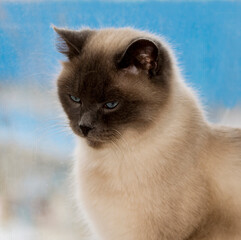 portrait white Scottish cat