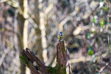 Blue tit - a songbird on old branch