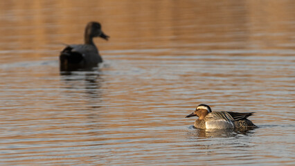 Garganey drake (Spatula querquedula) swimming on a lake, with a mallard out-of-focus in the background.