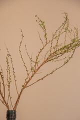 ヒュウガミズキ　