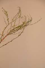 ヒュウガミズキ　