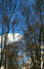 Beautiful blue sky with white clouds and tree branches on their background in early spring in Istanbul	