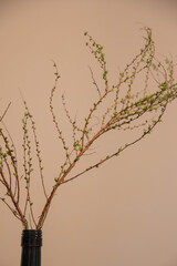 ヒュウガミズキ　