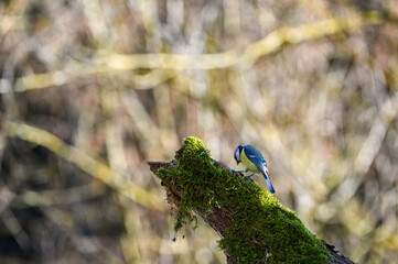 Blue tit - a songbird on  branch