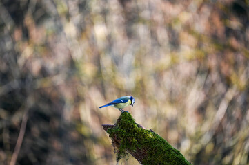 A blue tit  perches on an old branch
