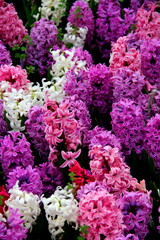Purple, pink and white hyacinths in full bloom close up in spring in Gülhane Park in Istanbul, Turkey	
