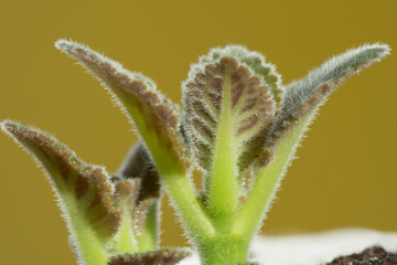 Young sprouts of Gloxinia in a flowerpot in spring. Pubescent leaves. Houseplants.