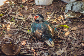 close up of colorful duck in florest