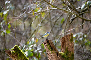 Blue tit - a songbird on old branch