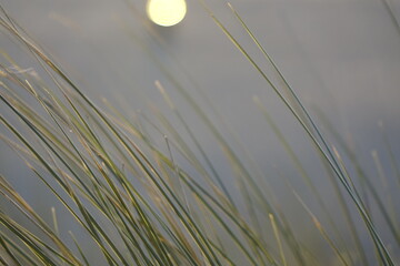 Close up: Marram grass (Ammophila arenaria), slightly blurred, with reflections under the moon on a windy spring night (horizontal), Zandvoort, North Holland, Netherlands - obrazy, fototapety, plakaty