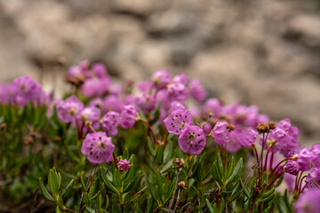 Tiny Blossoms of Mountain Heather Bloom in Summer
