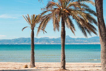 Palms at the beach of Arenal, Majorca, Spain