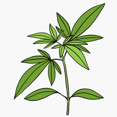 Fototapeta premium Simplicity cannabis plant freehand drawing flat design.