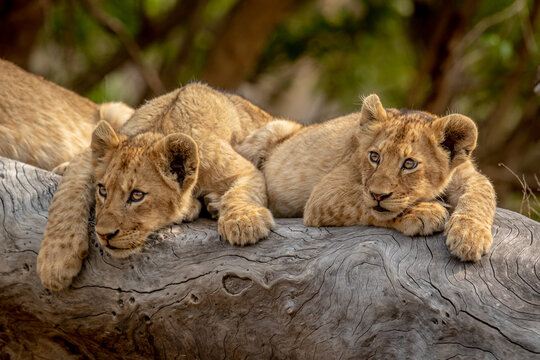 Lion cubs sitting on a fallen tree.
