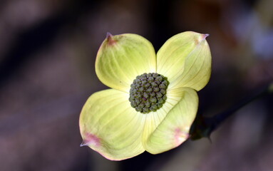 Blüte eines gelben Blüten-Hartriegels