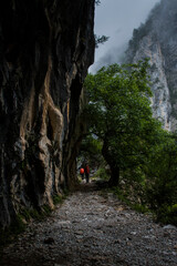 Hikers go through a passage between trees and limestone cliffs