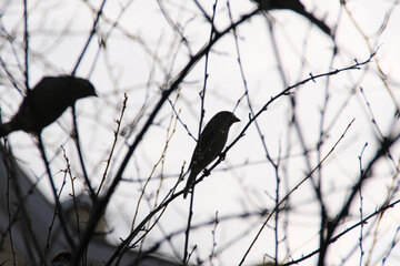 Silhouette of a common sparrow bird sitting on a tree branch against the wind