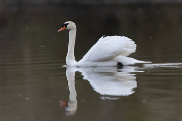 Mute Swan Cygnus olor swimming on a pond