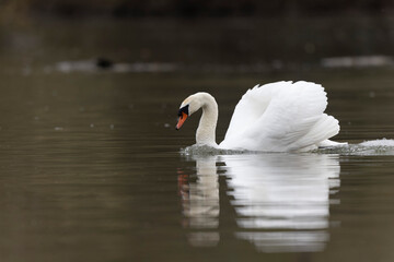 Mute Swan Cygnus olor swimming on a pond
