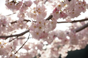 Fototapeta premium 桜