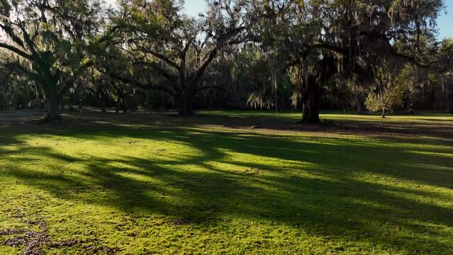 Aerial Video of large Oak trees with Spanish Moss