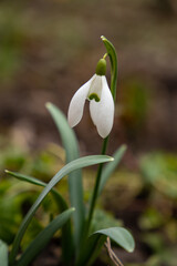 snowdrop flower bloomed after winter in the woods 