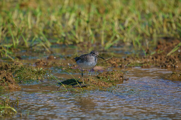 Wood Sandpiper (Tringa glareola) perched on the edge of a small pond