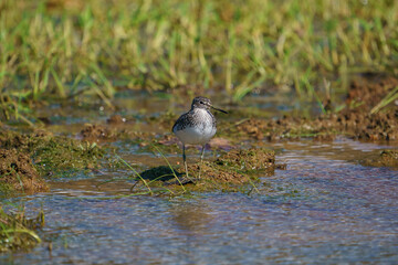 Wood Sandpiper (Tringa glareola) perched on the edge of a small pond