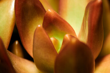 close up of succulent