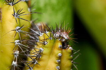 close up of a cactus plant
