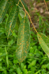 Closeup spot durian leaf problem of agriculture in Thailand