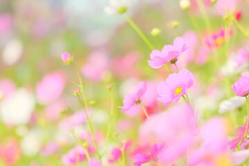 北海道に咲いているコスモス