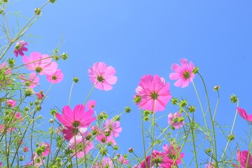 Obraz na płótnie Canvas 北海道に咲いているコスモス