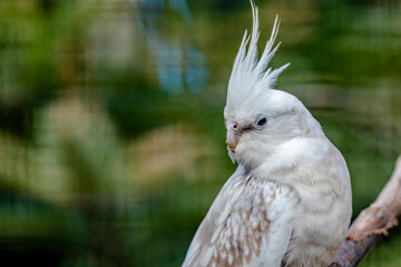 Parrot bird