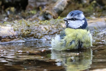 Blue tit