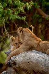 Lion cubs sitting on a fallen tree.
